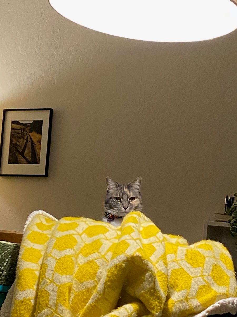 Photo of a cat looking over the back of a couch